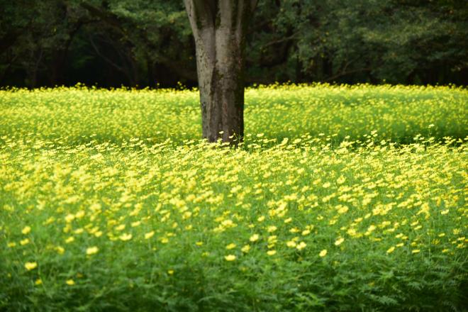 取り囲む花達