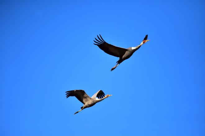 マナヅルの親と幼鳥