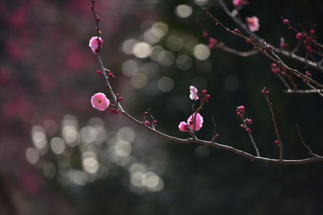 紅梅の咲始め