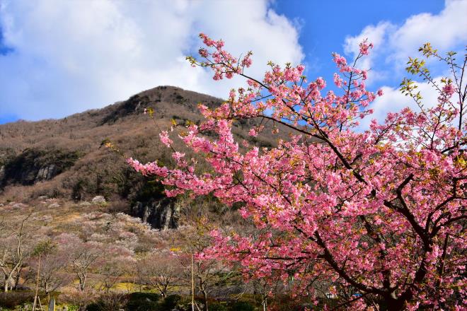 河津桜と幕山