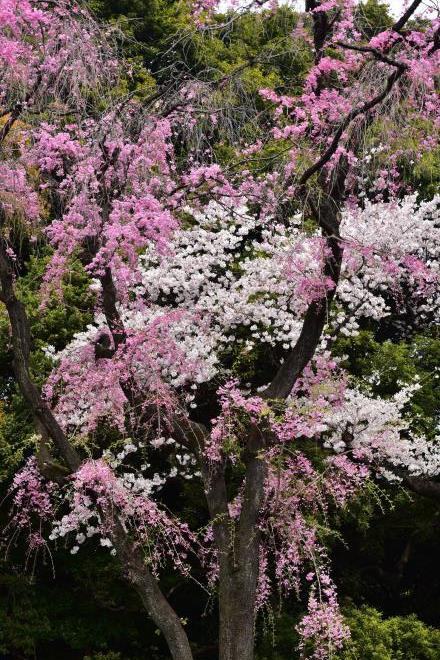 紅白の桜