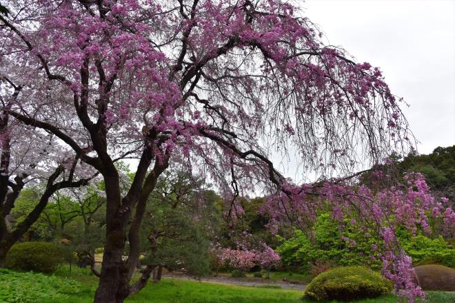 日本庭園脇の枝垂桜