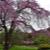 日本庭園脇の枝垂桜
