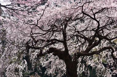 枝垂れ桜