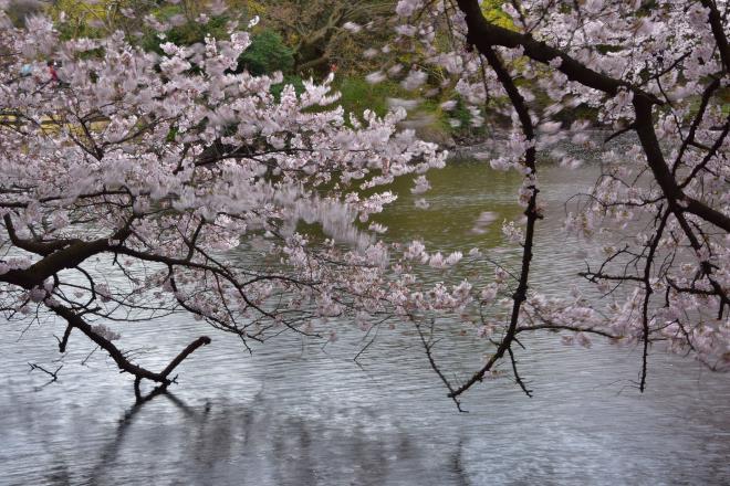 見ずに浸かる桜