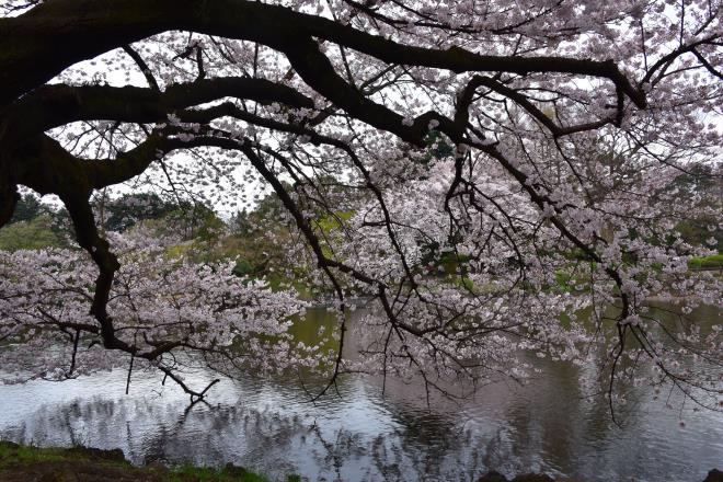 池に映して