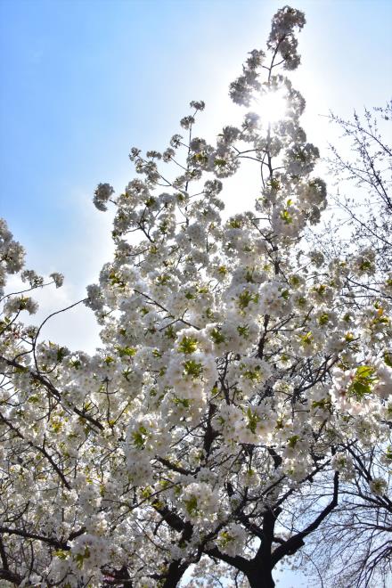 陽入る大島桜