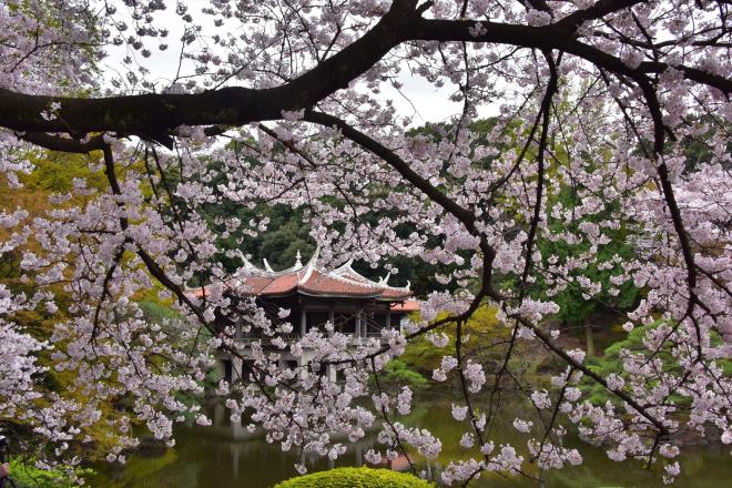 旧御凉亭の桜