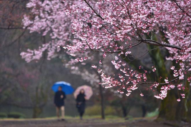 雨もまた良し