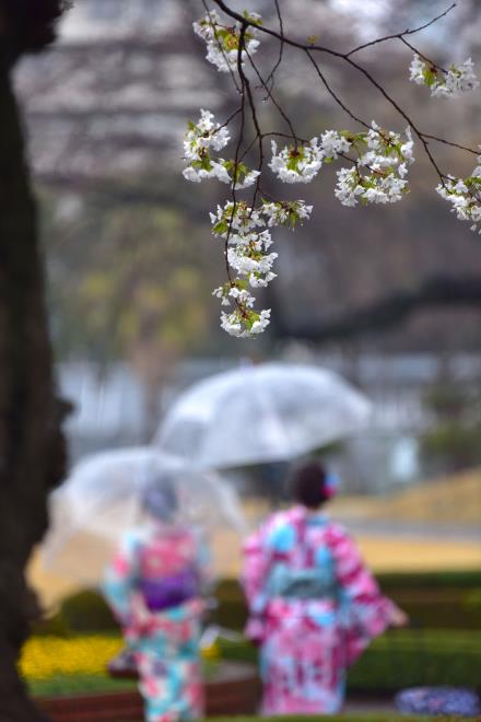 桜の下に