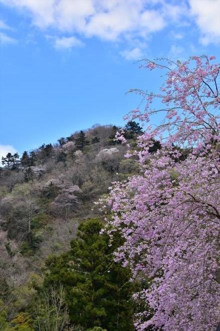 見上げれば春の山（津久井湖の上の山）