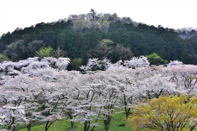 人工物排除できず(笑)（津久井湖対岸から）