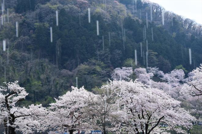 雨上がり？（津久井湖）