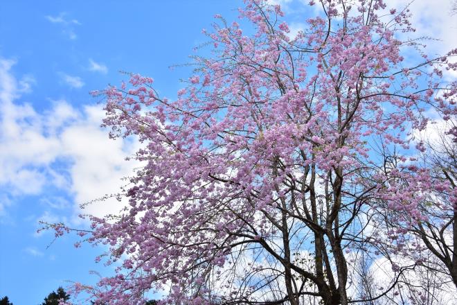 空へと広げ（津久井湖の上の山）