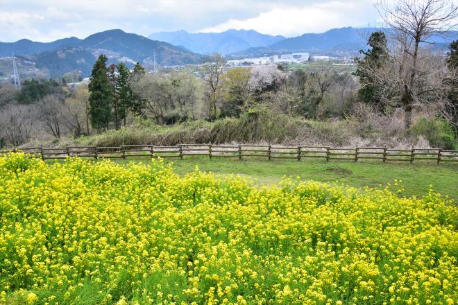 金原を望む菜の花畑（津久井湖の上の山）