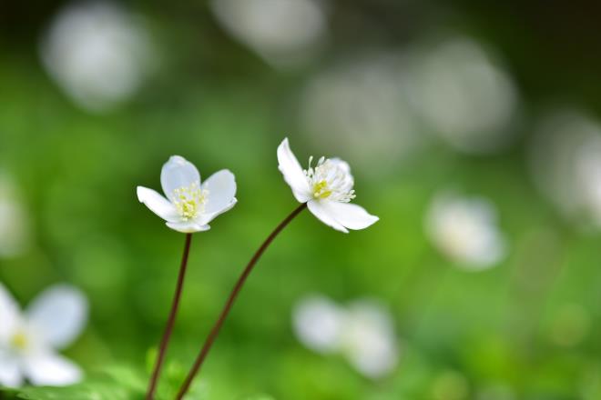 我も二輪草だよ　（津久井湖の上の山）