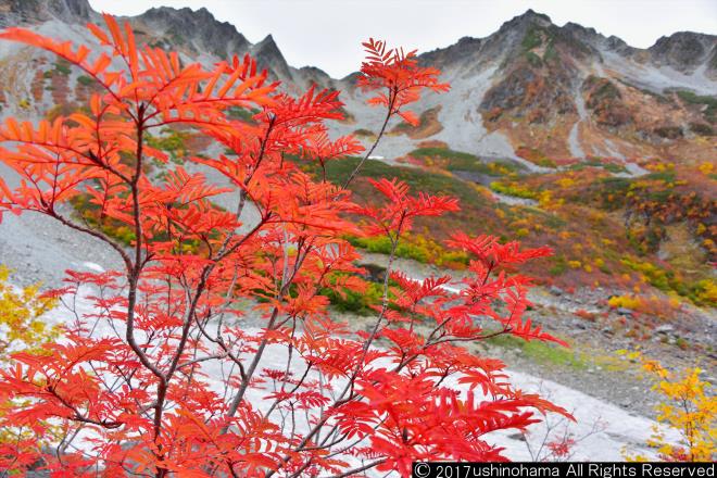 涸沢カールの紅葉