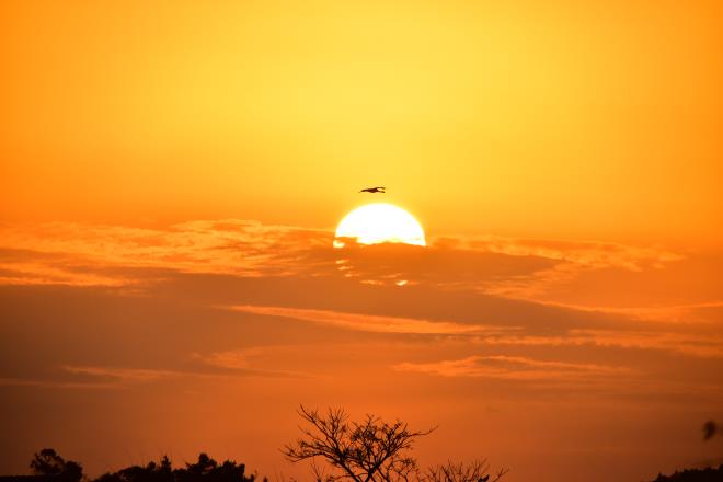 夕陽と鶴