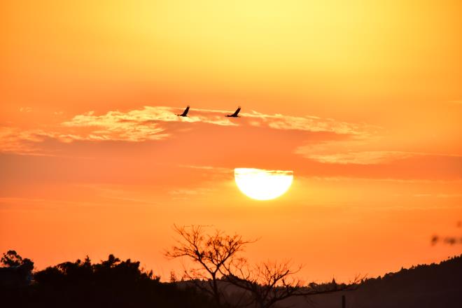 夕陽と鶴