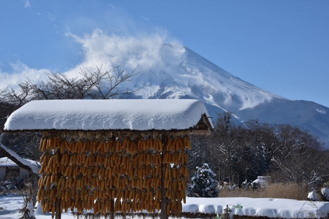 トウモロコシと富士山