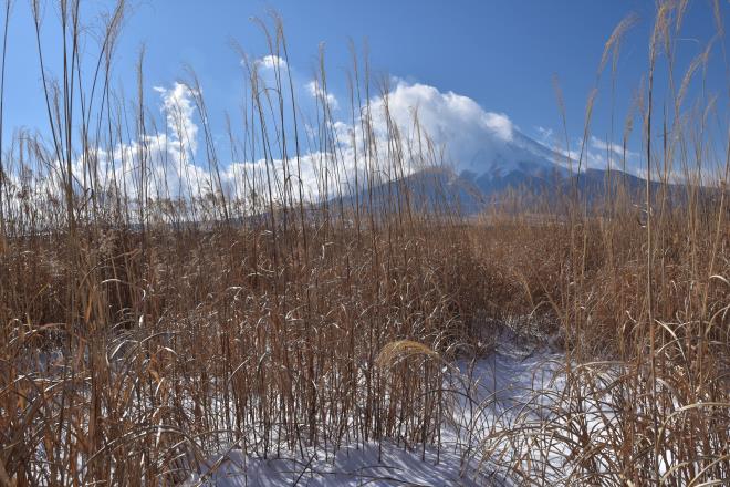 原野からの富士山