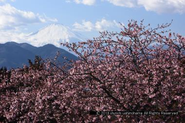 河津桜と富士山