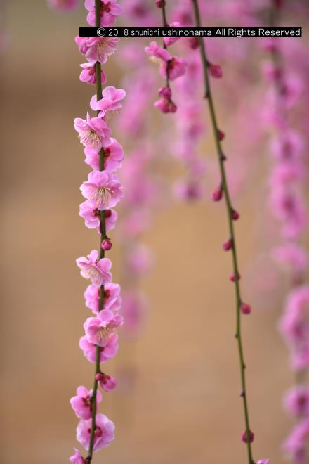 線香花火