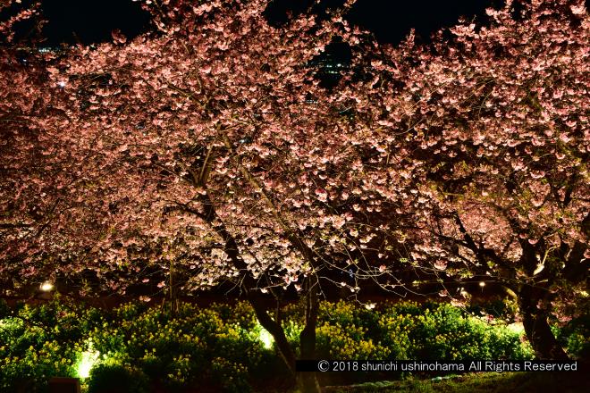 夜に咲く花