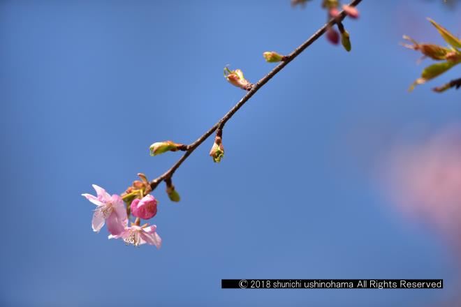 一枝添えて