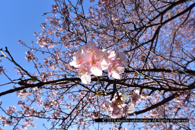 河津桜提灯