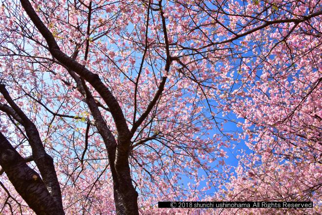 空を飾る桜