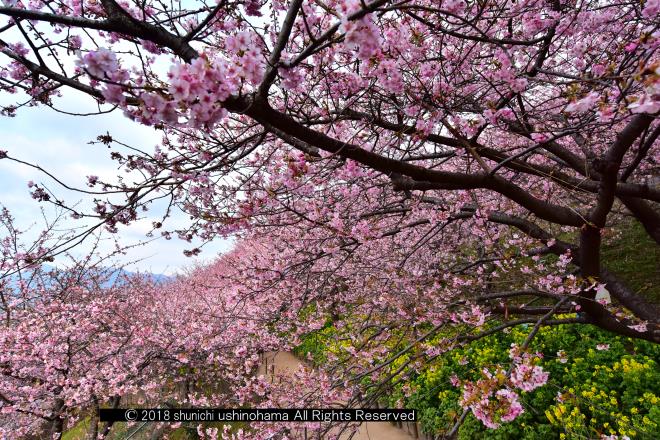 俯瞰する桜