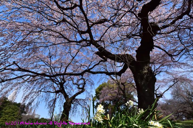 9337　覆う桜枝