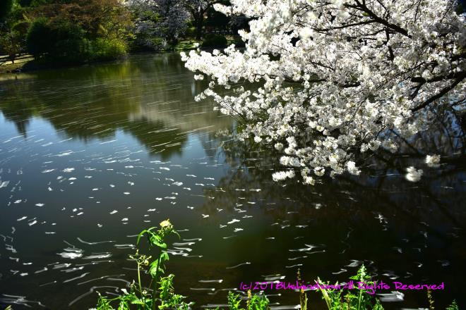 1417　池に遊ぶ花びら達