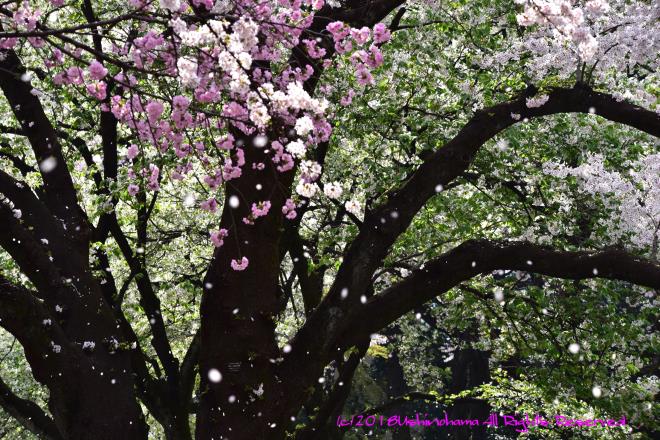 1250　花散らす春の風