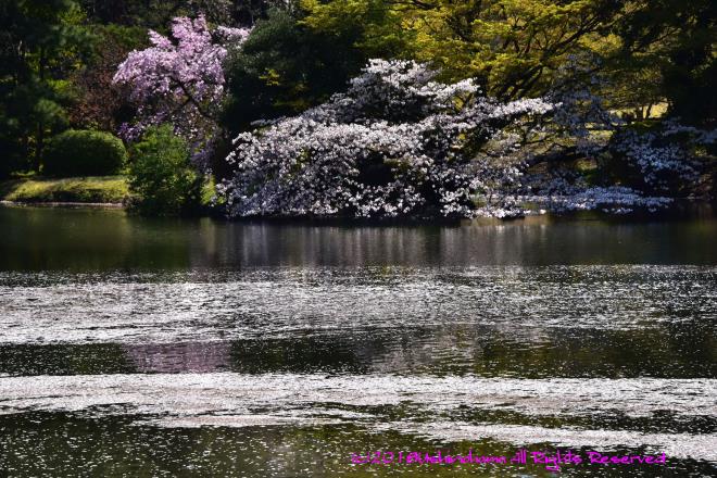 1596　花筏流れて