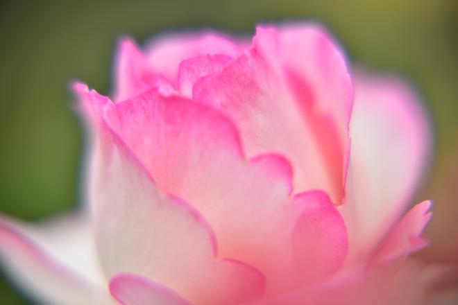 神代植物園での撮影