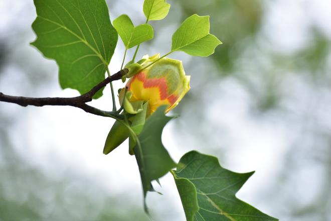 神代植物園での撮影