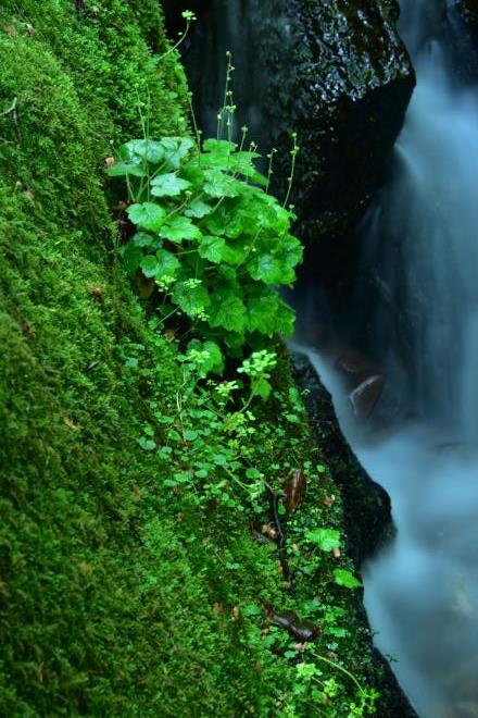 水辺の草