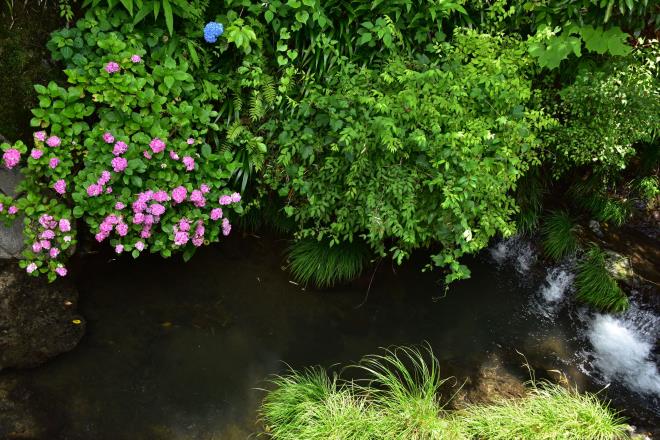 川沿いの紫陽花