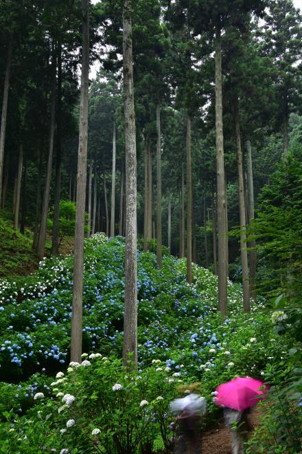 雨の散歩