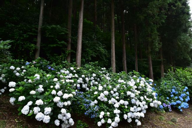 木の下を華やかに