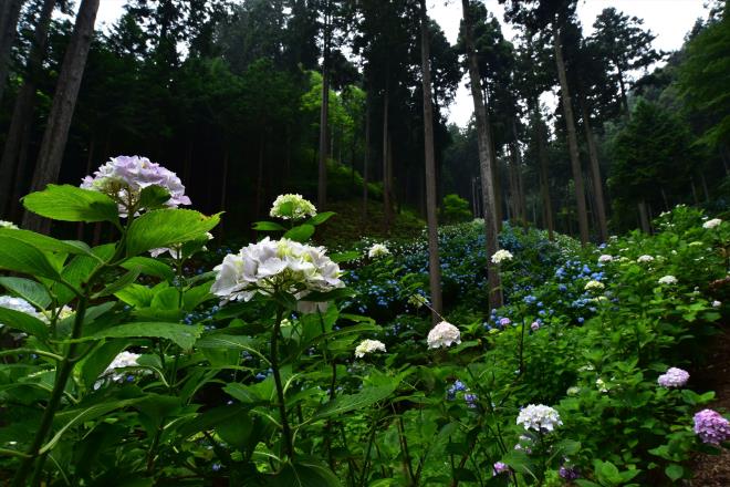 紫陽花の山