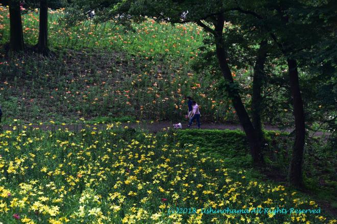 花の散歩道