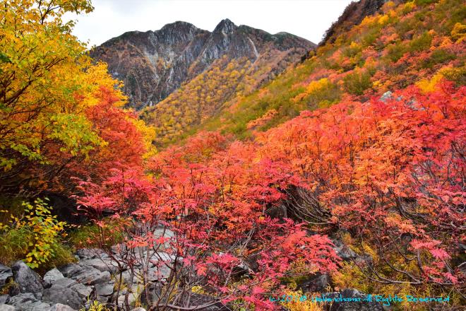 登山道を赤く染める