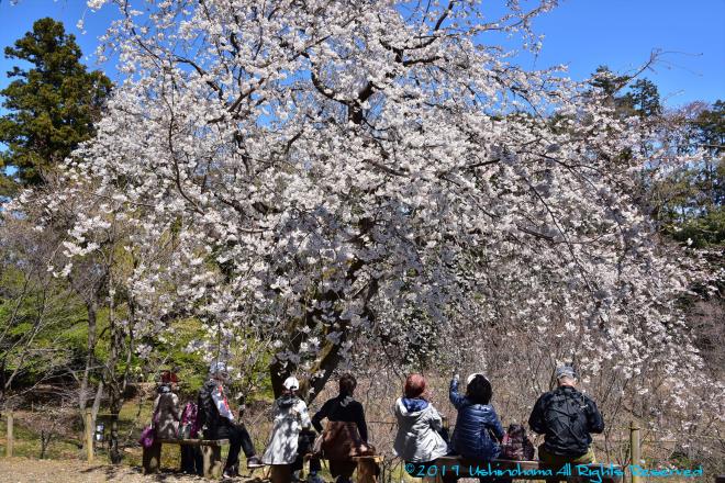 桜を愛でる