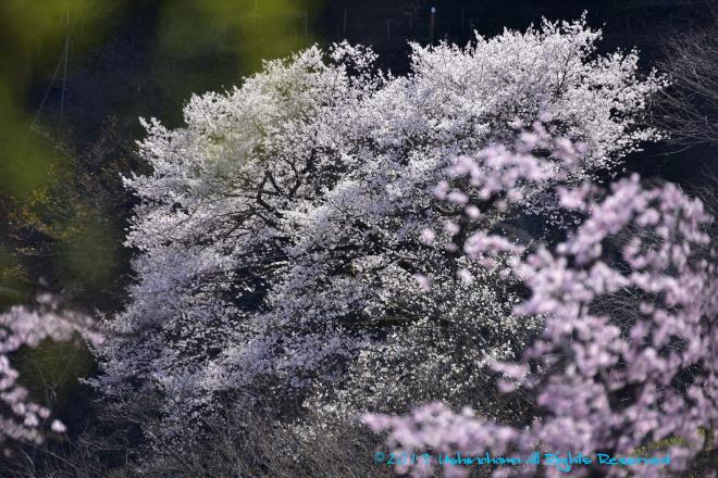 谷越の桜