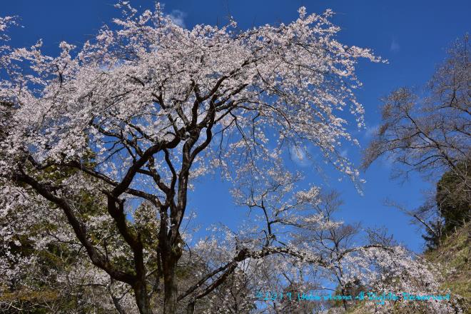 谷間の桜