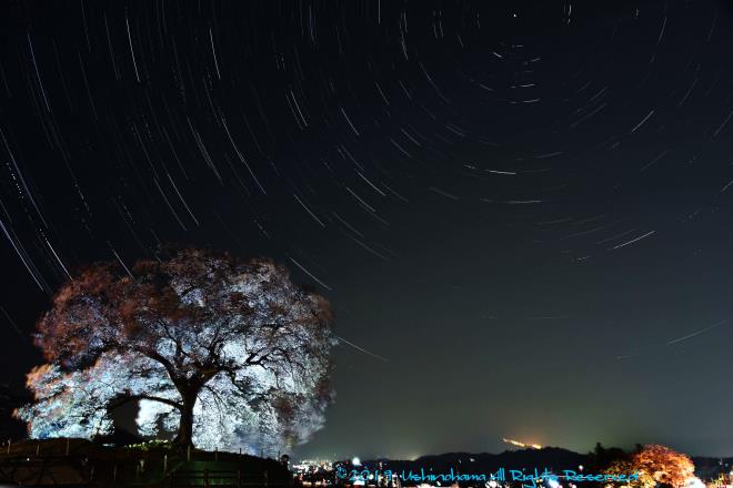 夜桜と星の軌跡