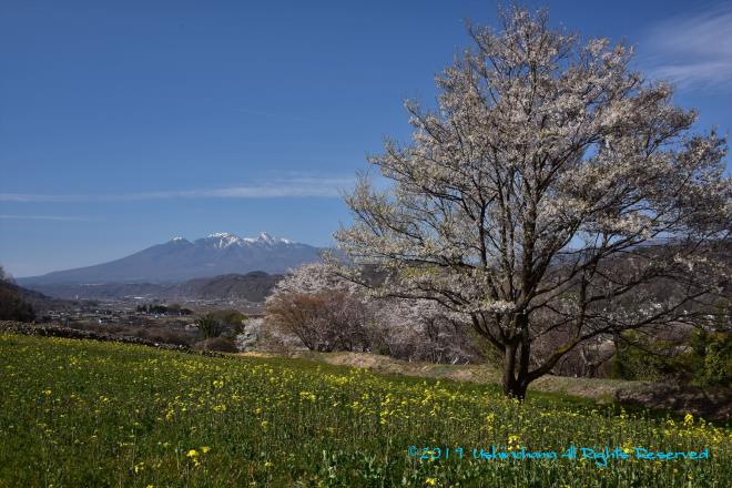 八ケ岳と桜